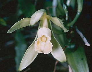 <i>Vanilla</i> (genus) Genus of flowering plants in the orchid family Orchidaceae