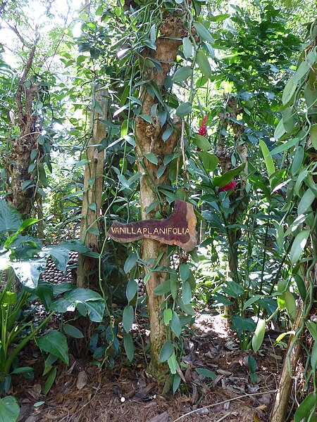File:Vanilla planifolia-Sri Lanka (1).jpg
