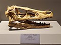 Velociraptor skull, Tellus Science Museum.jpg