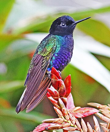 Velvet-purple coronet