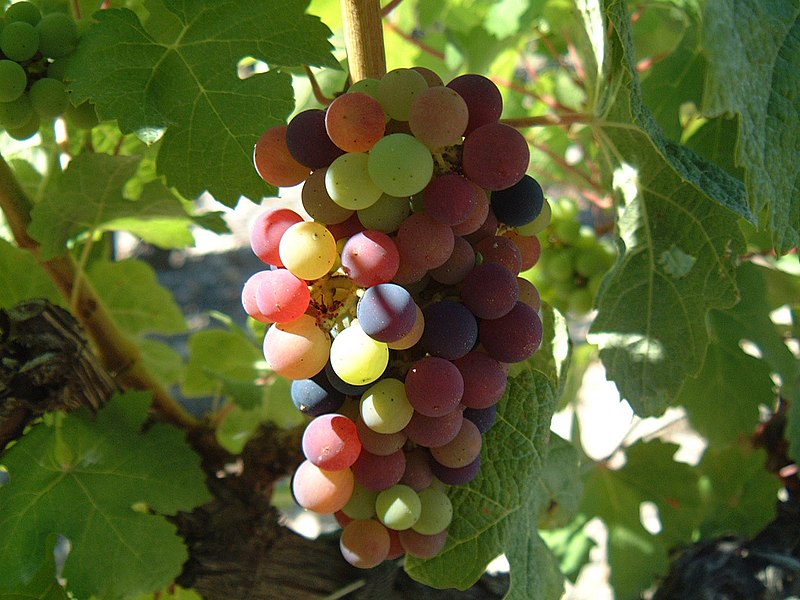 File:Veraison Cabernet Sauvignon.jpg