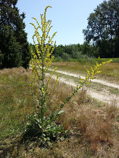 File:Verbascum pulverulentum × lychnitis sl6.jpg