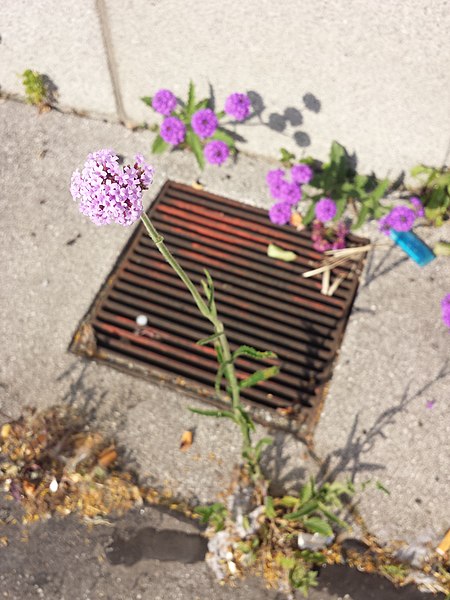 File:Verbena bonariensis sl2.jpg