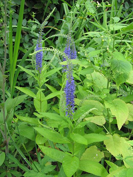 File:Veronicastrum sp - Flickr - peganum.jpg