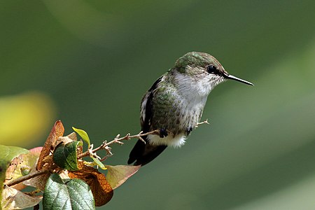 Mellisuga minima (Vervain Hummingbird)