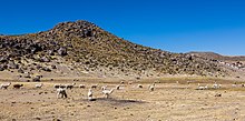 Vicuñas (Vicugna vicugna) en Reserva Nacional Salinas, Arequipa, Perú, 2015-08-02, DD 59.JPG