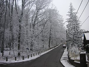 Vienna Woods in winter.jpg