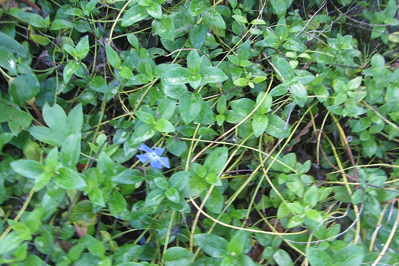 File:Vinca major L. (AM AK352668-5).jpg