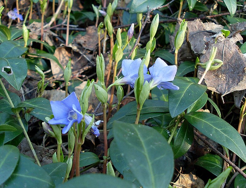 File:Vinca minor 2.JPG