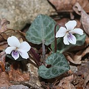 Viola sieboldii