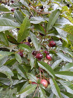 <i>Vitex megapotamica</i> species of plant