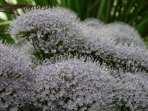 Volunteer Park Conservatory 06.jpg