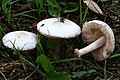 !Volvariella taylorii!