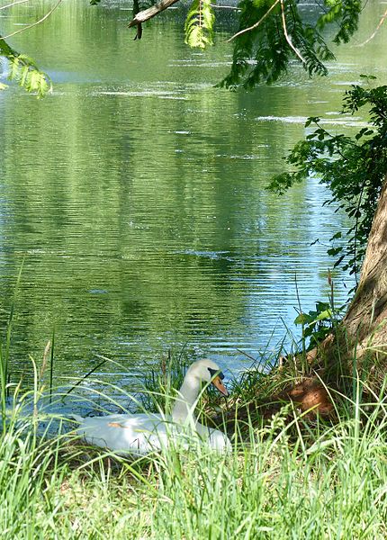 File:WLE 2017 Rheinaltarm bei Zündorf 04.jpg