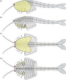 Waptia diagram.jpg