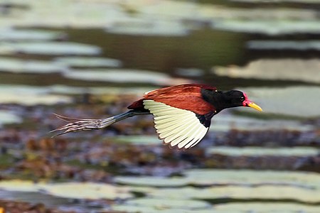 Wattled jacana (Jacana jacana) in flight.JPG