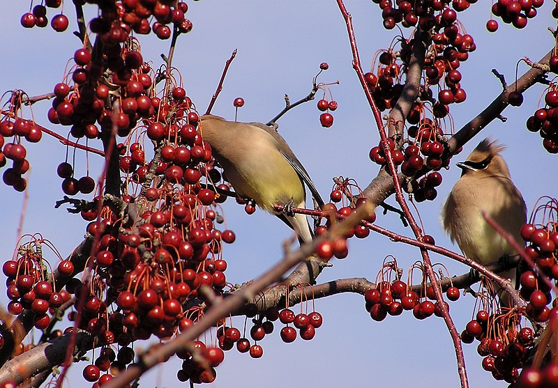 File:Waxwings 2r.jpg