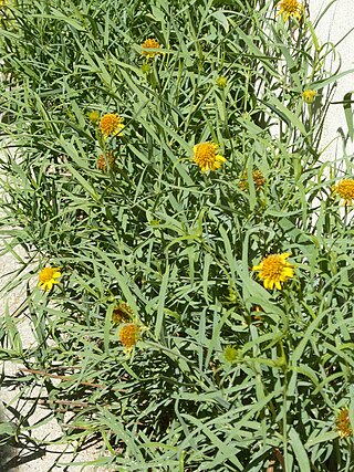 <i>Pascalia</i> Genus of flowering plants