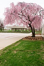 Thumbnail for File:Weeping Cherry in Arlington National Cemetery (16624656114).jpg