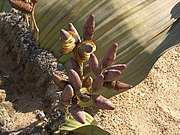♀ Welwitschia mirabilis flowers