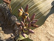   ♀ Welwitschia mirabilis flowers