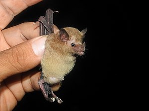 Western long-tongued bat imported from iNaturalist photo 61731732 on 18 April 2022 (cropped).jpg