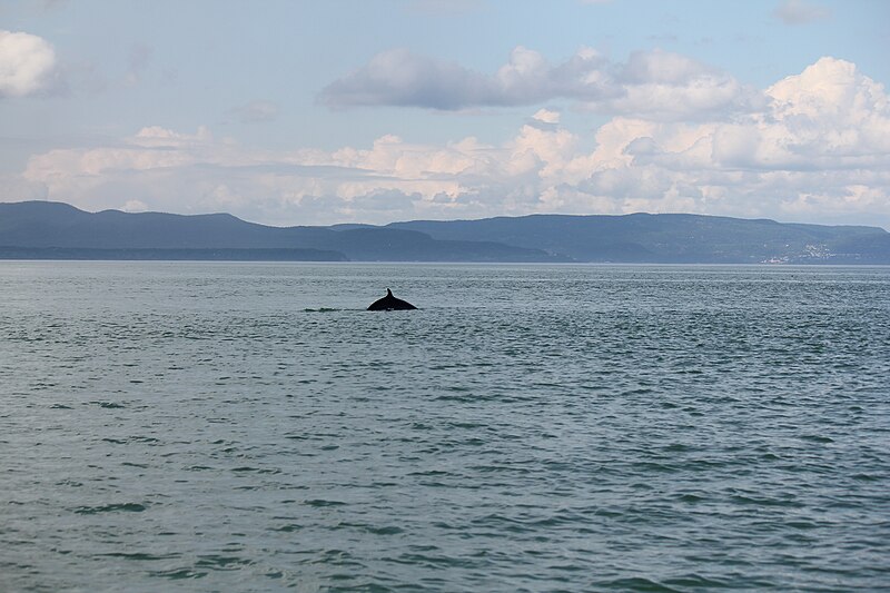 File:Whale Watching on the Saint Lawrence river.JPG