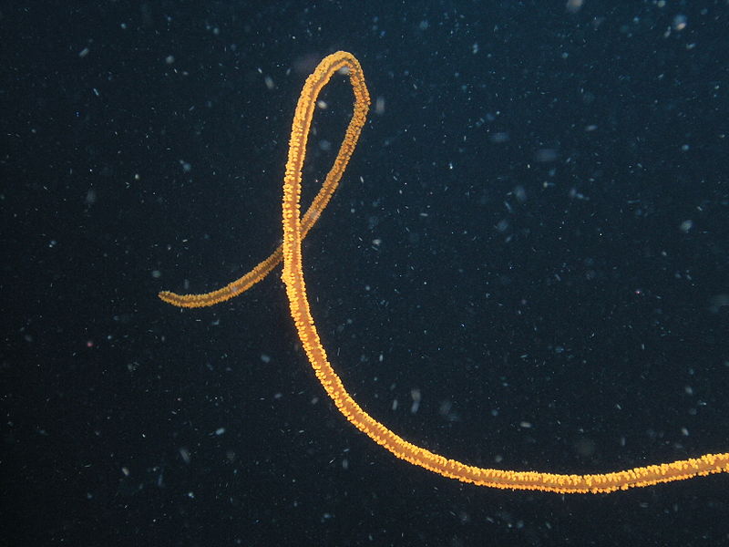 File:Whip Coral, Bunaken Island.jpg