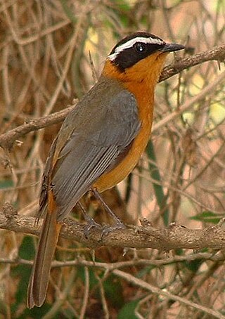 <span class="mw-page-title-main">White-browed robin-chat</span> Species of bird