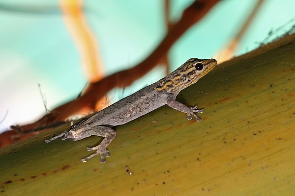 A white-headed dwarf gecko with tail lost due to autotomy