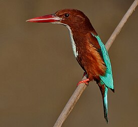White-throated Kingfisher (Halcyon smyrnensis) in Hodal W IMG 6277.jpg