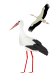 White Stork