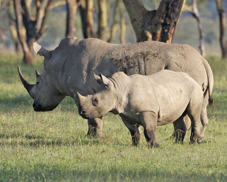 File:White rhino 690V2733 - Flickr - Lip Kee.jpg