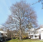 Copper beech (Fagus sylvatica "Atropunicea")