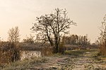 Miniatuur voor Bestand:Winter in 'It Wikelslân. Locatie, De Alde Feanen in Friesland 01.jpg