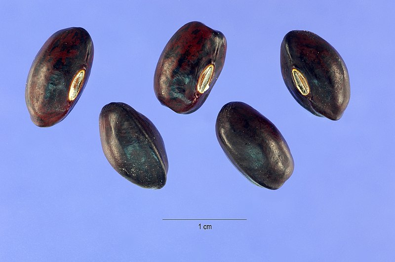 File:Wisteria frutescens (L.) Poir. seeds.jpg