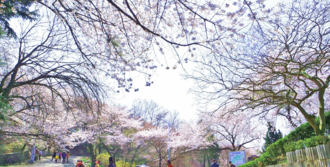 Wolmyeong Dong Park Kirschblüte 3.png