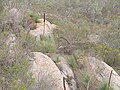 Yaccas growing in crevices in granite gneiss outcrop near Lizard Rock