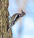 Thumbnail for File:Yellow-bellied sapsucker in CP (40310).jpg