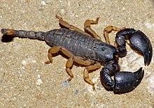 Kuning berkaki Pohon Kalajengking (Opisthacanthus asper) (11966993293).jpg