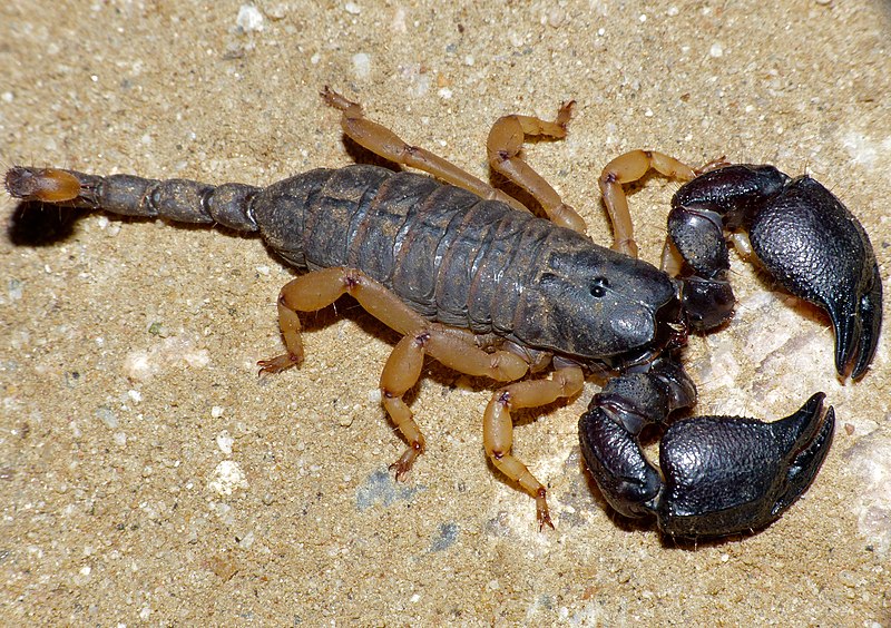 File:Yellow-legged Tree Scorpion (Opisthacanthus asper) (11966993293).jpg