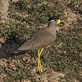 * Nomination Yellow-wattled lapwing (Vanellus malabaricus) --Charlesjsharp 08:51, 3 April 2022 (UTC) * Promotion  Support Good quality. --Aristeas 13:29, 3 April 2022 (UTC)