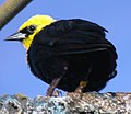 Yellow Hooded Blackbird 2.jpg