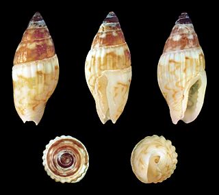 <i>Zafra hervieri</i> Species of gastropod