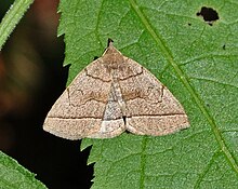 Zanclognatha cruralis.jpg