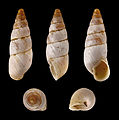 * Nomination Shell of a small Greek land snail, Zebrina caesia --Llez 06:14, 10 March 2012 (UTC) * Promotion  Support Good quality. --Jkadavoor 06:20, 10 March 2012 (UTC)