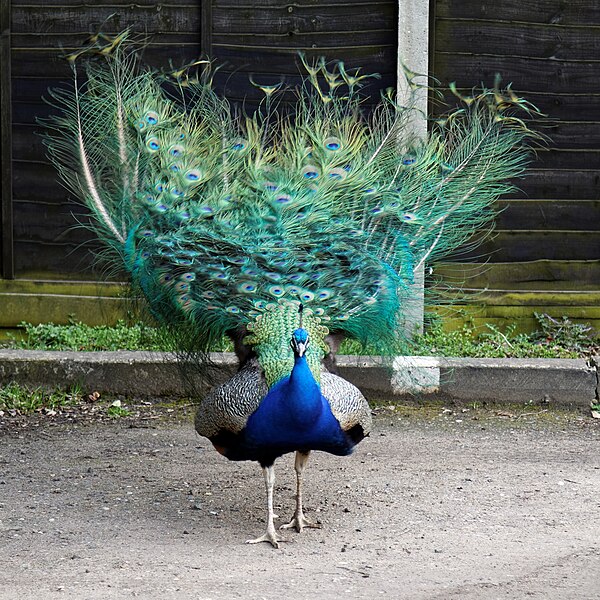 File:'Pavo' peacock at Blake End, Great Saling, Essex, England 02.jpg