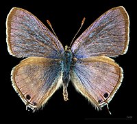 Lampides boeticus – mounted specimen - male dorsal