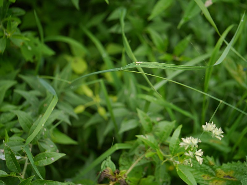 File:¿ Dactylis glomerata ? (7787506438).jpg