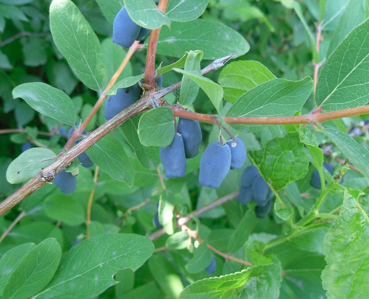 Жимолость голубой десерт. Жимолость голубая. Lonicera caerulea. Жимолость голубая семейство. Жимолость синяя.